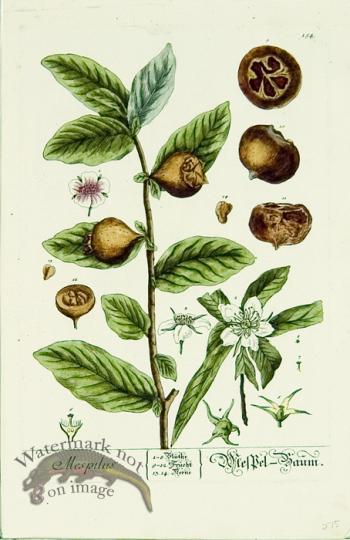 Blackwell German 106